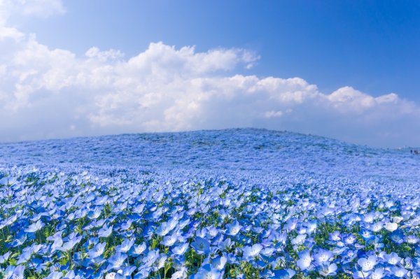Синие цветы на фоне города (45 фото)