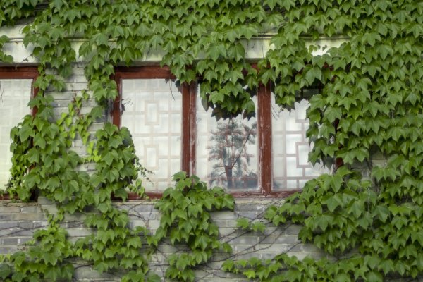 Виноград на фоне стены (43 фото)