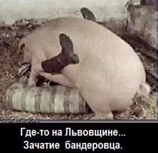 Мемы с украинскими свиньями