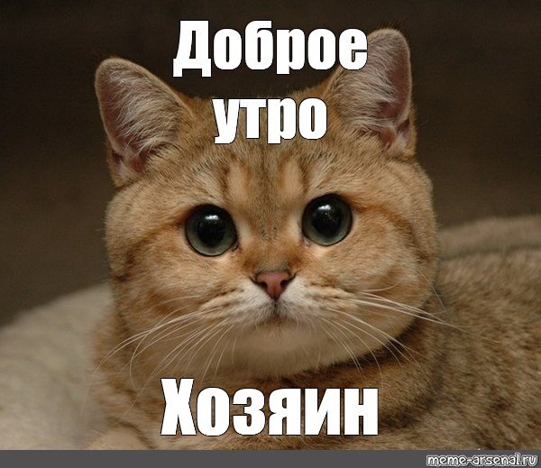 Бодрое утро Мем