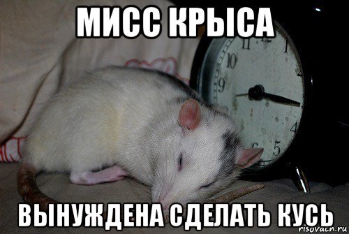 Ты крыса