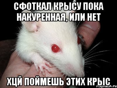 Крыса Мем