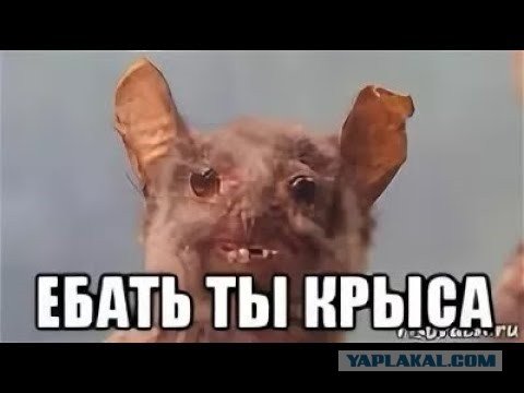 Ты крыса