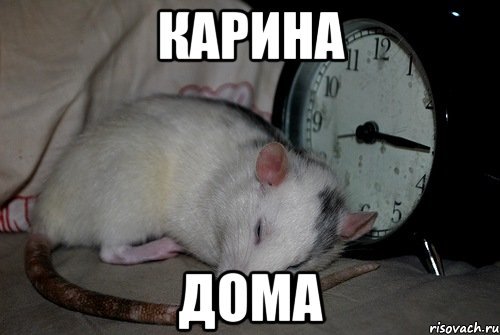 Карина крыса