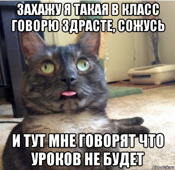Мемы про котов красивое