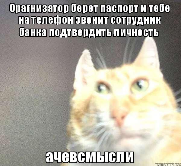 Ачевсмысле кот