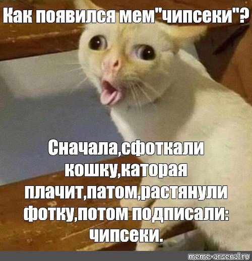 Кошка кашляет Мем