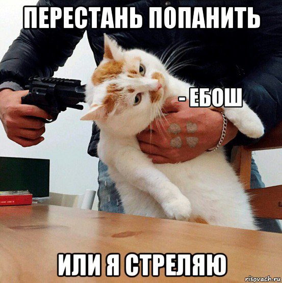 Кiт Мем