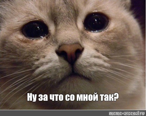 Грустные котики со слезами