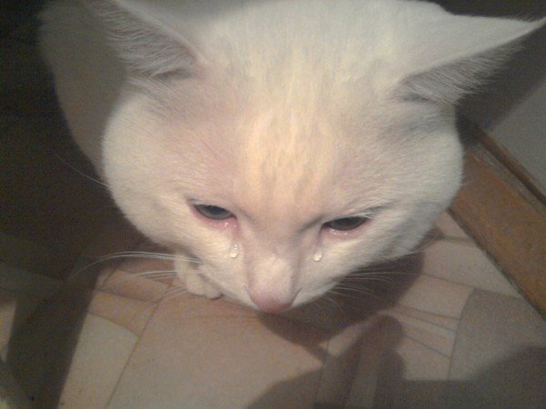 Плачущий кот