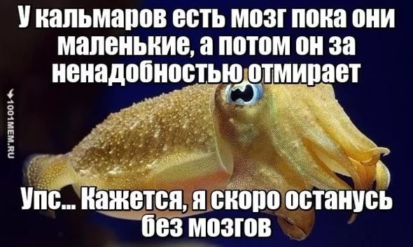 Анекдот про Бабушкин кальмар