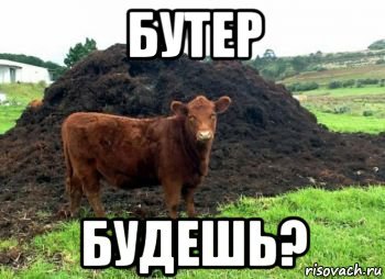 Польская корова