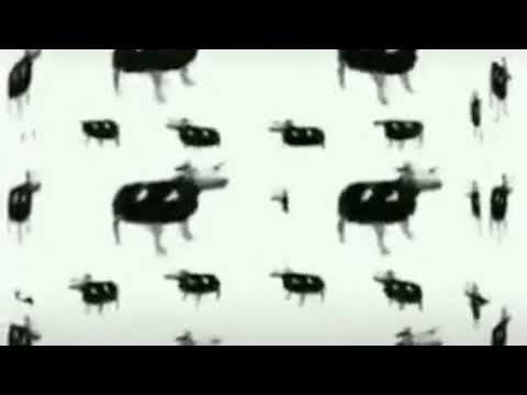 Польская корова Мем танцует