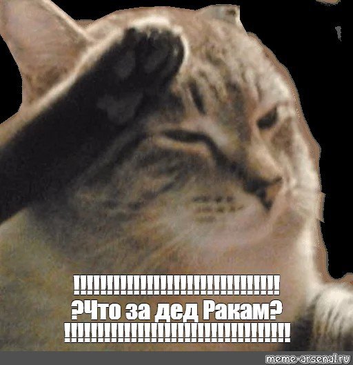 Кот отдает честь Мем