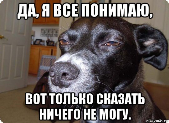 Собака понимает но сказать не может
