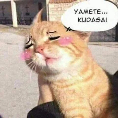 Yamete Kudasai кот