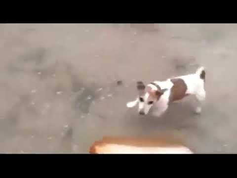 Кега взорвалась с собакой