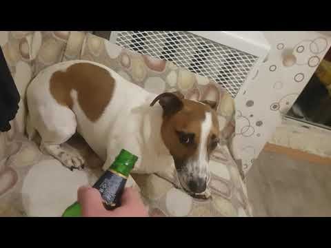 Собака которая взорвала бутылку