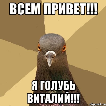 Голубь Мем