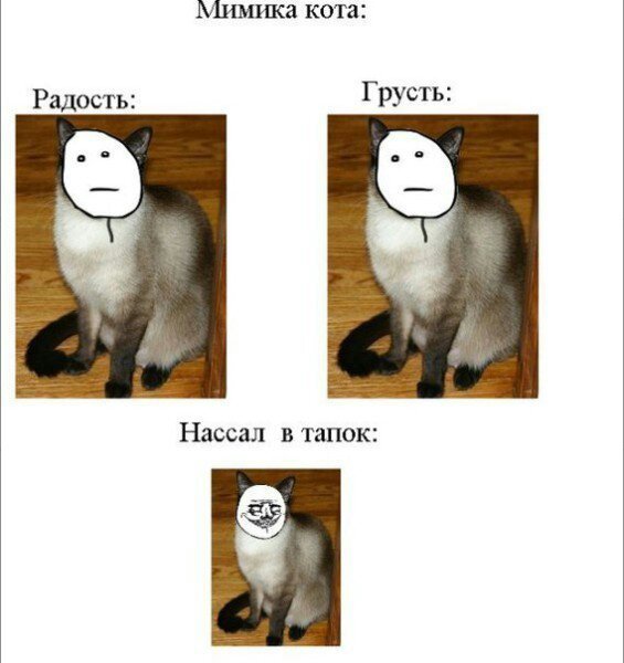 Смешные мемы про животных