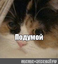 Затем котик Мем