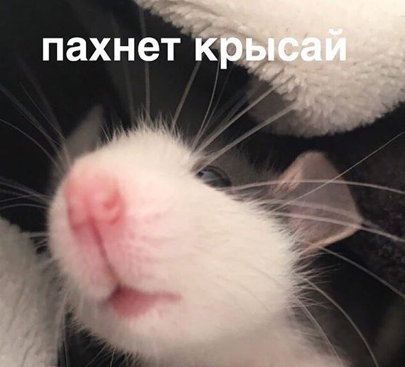 Ты крыса