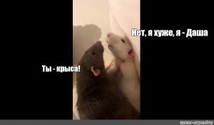 Да я крыса Мем