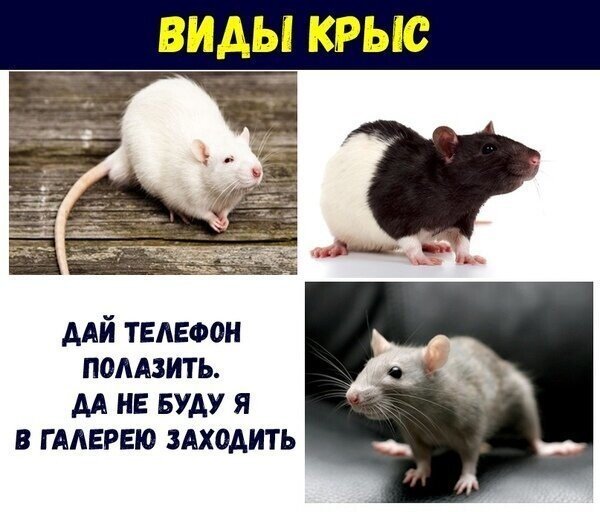 Крыса надпись