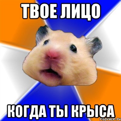 Ты крыса