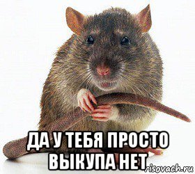 Белая крыса Мем