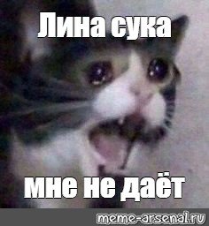 Мем памагити кот плачет