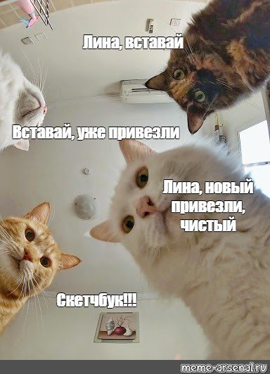 За что Мем кот