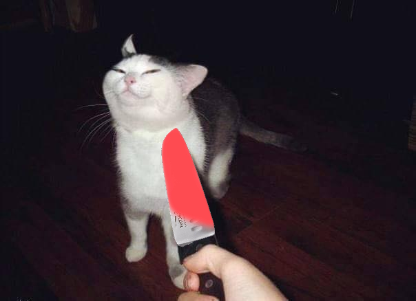 Кот угрожает. Кот с ножом. Коты с ножами. Кот с ножом Мем. Коты с ножиками.