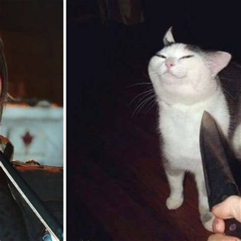Кот с ножом