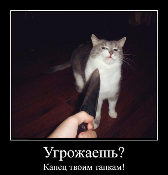 Кот с ножом