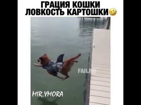 Ловкость картошки