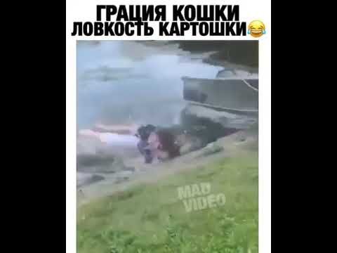 Ловкость кошки грация картошки