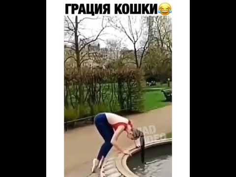 Ловкость кошки грация картошки