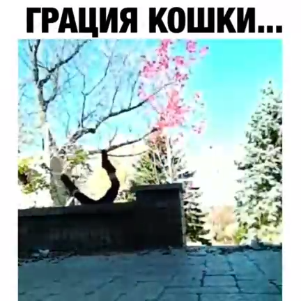 Обложка для паспорта "взгляд кошки, Грация картошки" 4567554