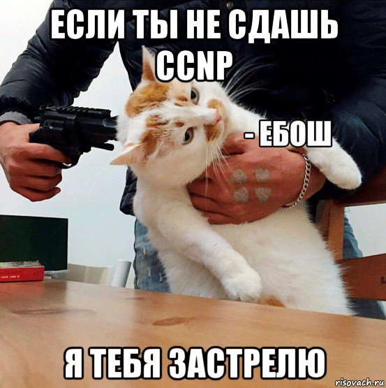 Мемы кот ебош