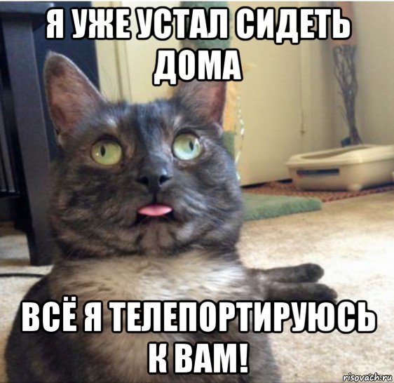 Кот завис Мем