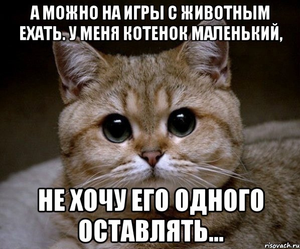 Русские мемы про котят