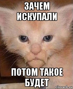 Русский котенок Мем
