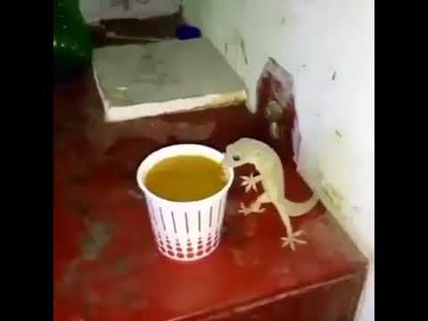 Пью чай Мем ящерица