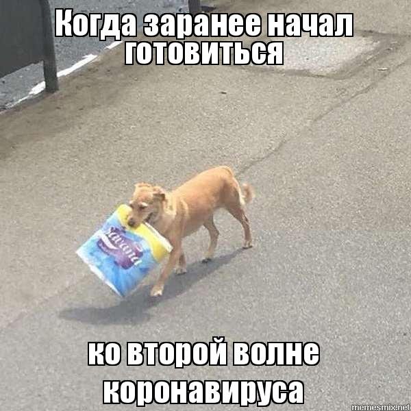 Собака бухает