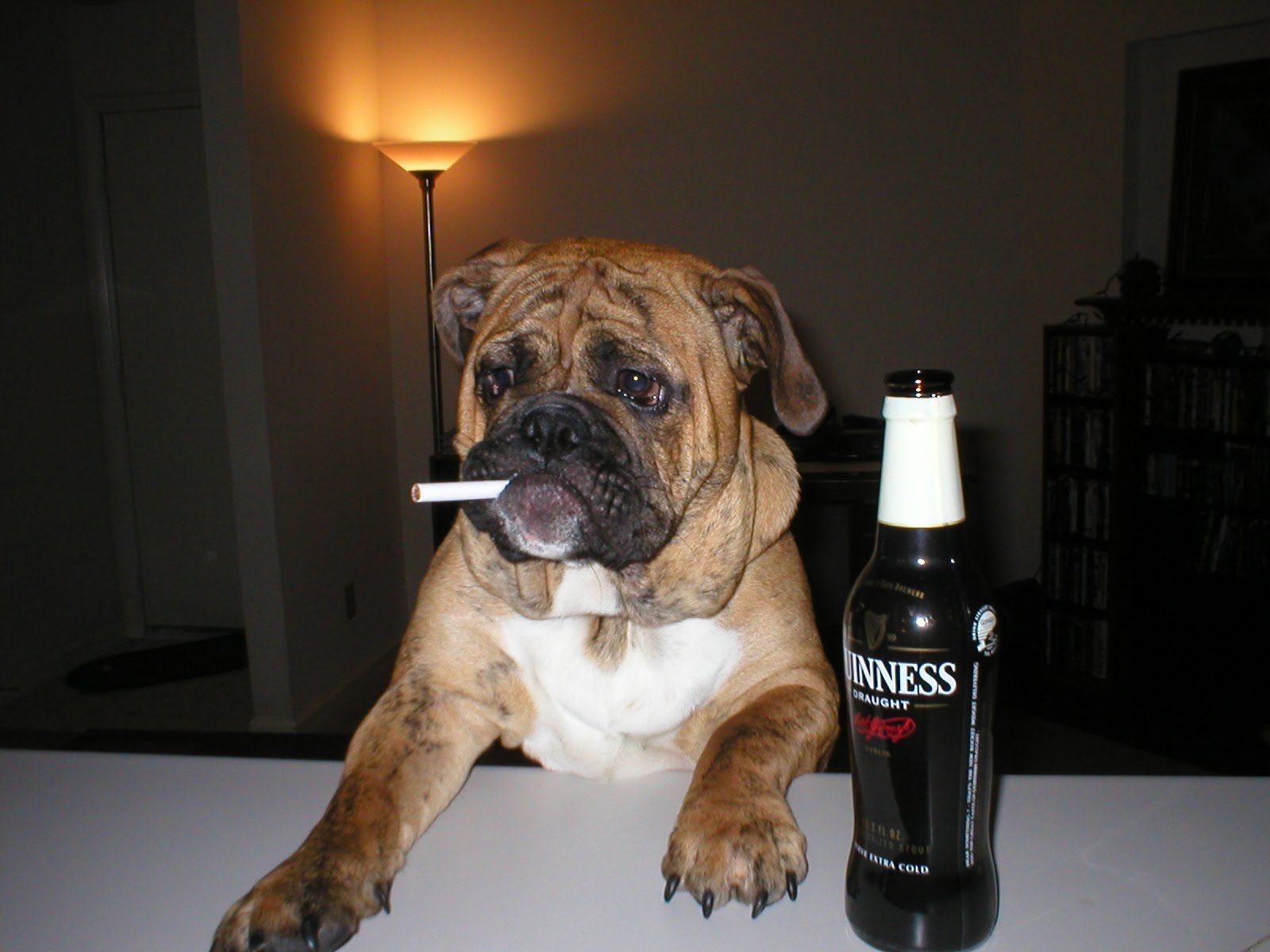 Собака плохо пьет. Собака бухает. Собака с сигаретой. Собака пьет пиво.