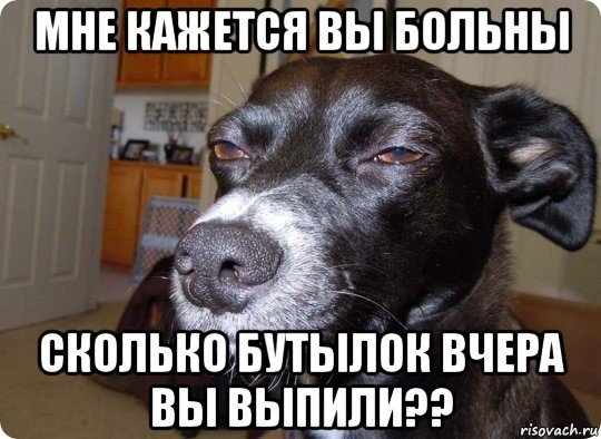Собака бухает