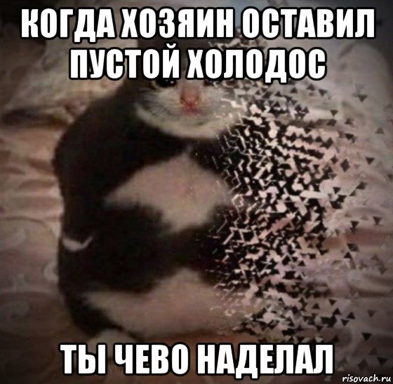 Ты чего наделал Мем с котом