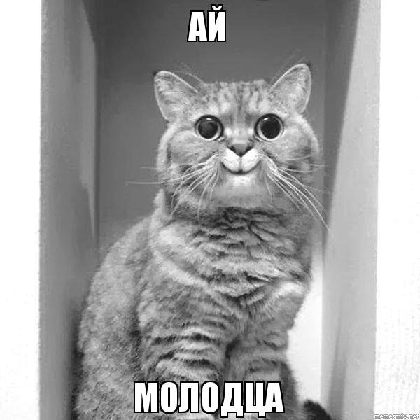 Мемы с котиками