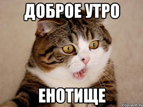 Доброе утро Мем котик